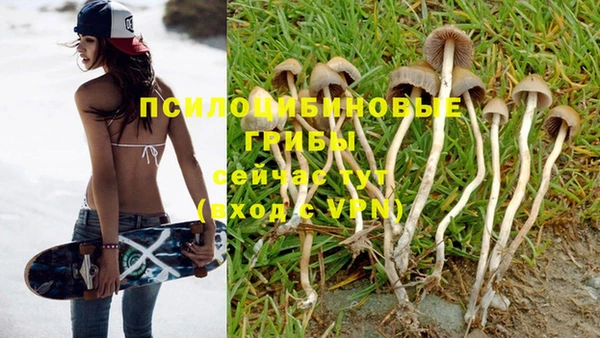 прущие грибы Елабуга