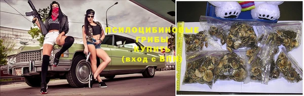 прущие грибы Елабуга